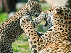 Jaguary, Samica, Młode