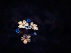 Niebieskie, Białe, Kwiatki, Kwiatuszki