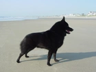 Schipperke, plaża