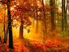Las, Drzewa, Ścieżka, Poranne, Promienie, Słońca, Mgła, Jesień