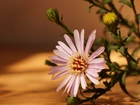 Aster
