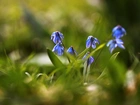 Cebulice Syberyjskie, Niebieskie, Kwiaty
