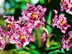 Różowa, Orchidea, Nakrapiana, Rozmycie