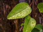 Zielone, Liście, Krople, Deszczu