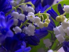 Konwalie, Niebieskie, Kwiaty