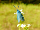 Owad, Motyl, Lśniak szmaragdek