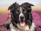 Border Collie, Pies