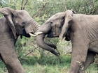 Słonie, Spotkanie