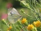 Motyl, Bielinek, Biały, Owad