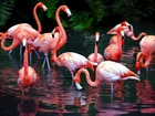 Flamingi, Staw