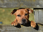 Staffordshire Bull Terrier, Smutne, Oczy, Ogrodzenie