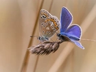 Motyle, Kłos, Trawy