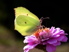 Motyl, Cytrynek, Kwiat, Cynia