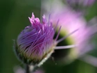 Aster, Pąk, Fioletowy