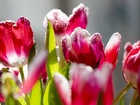 Kwiaty, Tulipany, Czerwone, Mróz