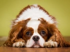 Pies, King Charles Spaniel