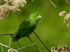 Zielona, Papuga, Gałązki