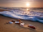 Muszelki, Plaża, Morze, Słońce
