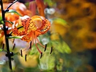 Lilia Tygrysia, Pomarańczowy, Kwiat