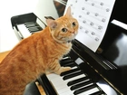 Kot, Pianino