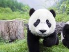 Panda, Trawa