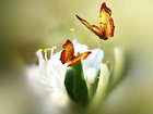 Biały, Kwiat, Motyle