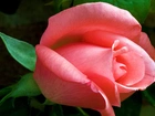 Różowa, Róża