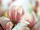 Magnolia, Różowy, Kwiat, Krzew