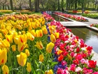 Wiosna, Tulipany, Park, Keukenhof, Lisse, Holandia