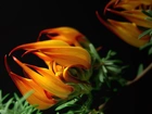 Kwiat, Gazania, Makro