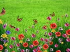 Łąka, Kwiaty, Maki, Motyle, Wiosna