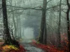 Jesień, Las, Mgła, Droga, Drzewa