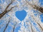 Zima, Drzewa, Serce