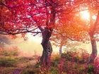 Drzewa, Jesień, Mgła, Promienie, Słońca