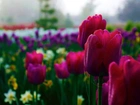 Tulipany, Pajęczyna