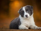 Mały, Szczeniaczek, Border, Collie