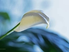 Biały, Kwiat, Skrzydłokwiat