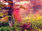 Las, Jesień, Roślinność, Drzewa