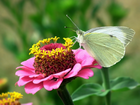 Motyl, Bielinek, Kwiat, Cynia, Różowa