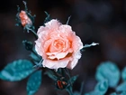 Różowa, Róża, Krople