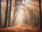 Jesień, Las, Drzewa, Przebijające światło