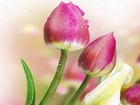 Kwiaty, Tulipany, Krople