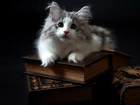 Mały, Kotek, Księgi