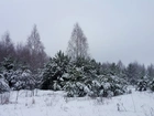 Zima, Las, Ośnieżone, Drzewa