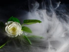 Biała, Róża, Liście, Dym