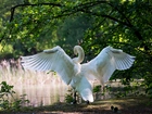 Łabędź, Park, Staw, Drzewa