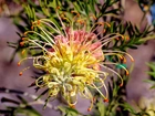 Grevillea, Egzotyczny, Kwiat