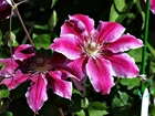 Różowe, Kwiaty, Clematis