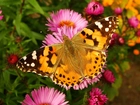 Motyl, Rusałka osetnik