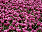 Kwiaty, Tulipany, Fioletowe, Pole